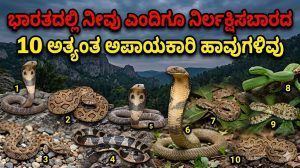 ಭಾರತದಲ್ಲಿ ನೀವು ಎಂದಿಗೂ ನಿರ್ಲಕ್ಷಿಸಬಾರದ 10 ಅತ್ಯಂತ ಅಪಾಯಕಾರಿ ಹಾವುಗಳಿವು