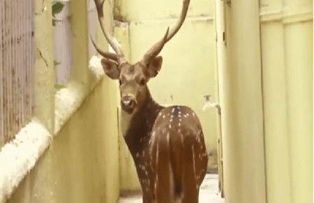 ಕಲಬುರ್ಗಿ : ಪ್ರಾಣಿ ಸಂಗ್ರಹಾಲಯದಿಂದ ಗೋಡೆಹಾರಿ ಮನೆಗೆ ನುಗ್ಗಿದ ಚುಕ್ಕೆ ಜಿಂಕೆ : ಕೊನೆಗೂ ಸೆರೆ!