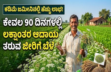 ರೈತರೇ ಗಮನಿಸಿ : ಈ ಬೆಳೆ ಬೆಳೆದರೆ ಕೇವಲ 90 ದಿನಗಳಲ್ಲಿ ಲಕ್ಷಾಂತರ ಆದಾಯ ಗಳಿಸಬಹುದು.!