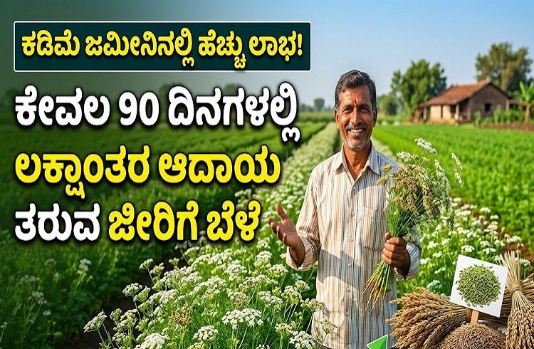 ರೈತರೇ ಗಮನಿಸಿ : ಈ ಬೆಳೆ ಬೆಳೆದರೆ ಕೇವಲ 90 ದಿನಗಳಲ್ಲಿ ಲಕ್ಷಾಂತರ ಆದಾಯ ಗಳಿಸಬಹುದು.!