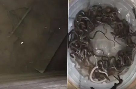 SHOCKING : ಮನೆಯ ಮೇಲಿನ ನೀರಿನ ಟ್ಯಾಂಕ್ ನಲ್ಲಿ 27 ಹಾವಿನ ಮರಿಗಳು ಪತ್ತೆ : ಆಘಾತಕಾರಿ ವಿಡಿಯೋ ವೈರಲ್ | WATCH VIDEO