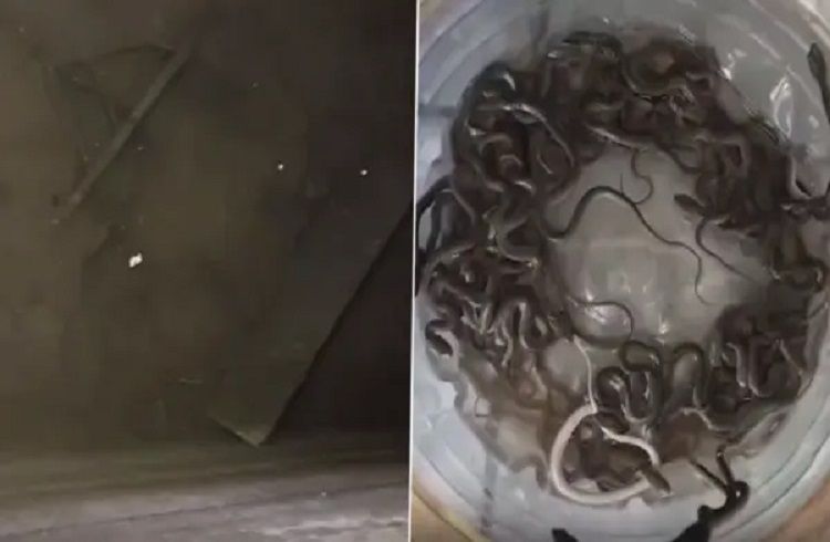 SHOCKING : ಮನೆಯ ಮೇಲಿನ ನೀರಿನ ಟ್ಯಾಂಕ್ ನಲ್ಲಿ 27 ಹಾವಿನ ಮರಿಗಳು ಪತ್ತೆ : ಆಘಾತಕಾರಿ ವಿಡಿಯೋ ವೈರಲ್ | WATCH VIDEO