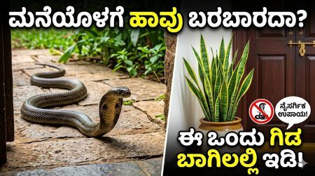 ಮನೆ ಬಾಗಿಲಲ್ಲಿ ಈ ಒಂದು ಗಿಡ ಇಟ್ಟರೆ ಸಾಕು; ನಿಮ್ಮ ಮನೆಯೊಳಗೆ ಹಾವುಗಳು ಸುಳಿಯುವುದಕ್ಕೂ ಹೆದರುತ್ತವೆ!