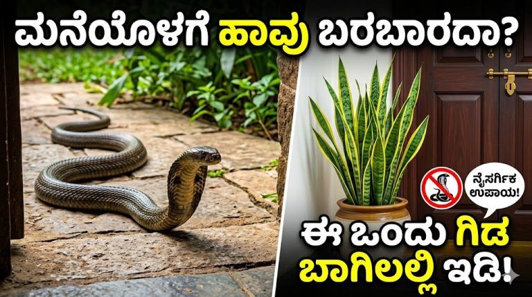 ಮನೆ ಬಾಗಿಲಲ್ಲಿ ಈ ಒಂದು ಗಿಡ ಇಟ್ಟರೆ ಸಾಕು; ನಿಮ್ಮ ಮನೆಯೊಳಗೆ ಹಾವುಗಳು ಸುಳಿಯುವುದಕ್ಕೂ ಹೆದರುತ್ತವೆ!