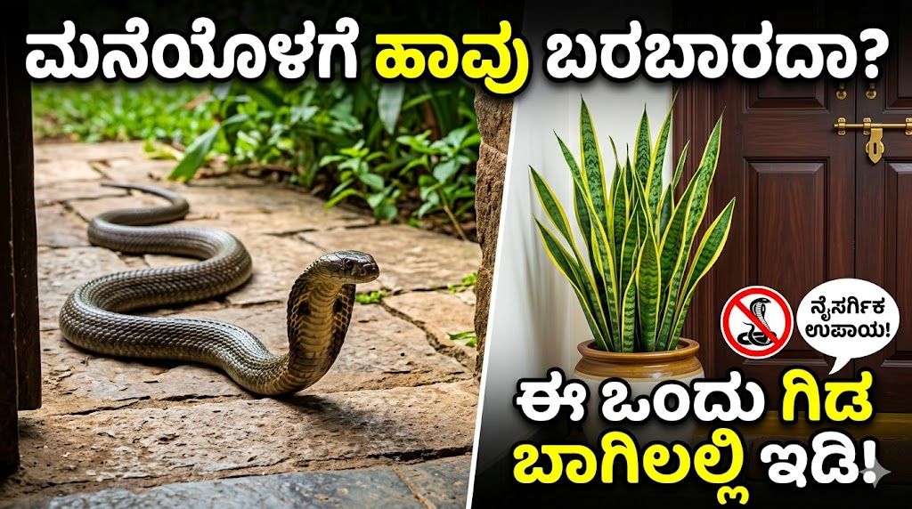 ಮನೆ ಬಾಗಿಲಲ್ಲಿ ಈ ಒಂದು ಗಿಡ ಇಟ್ಟರೆ ಸಾಕು; ನಿಮ್ಮ ಮನೆಯೊಳಗೆ ಹಾವುಗಳು ಸುಳಿಯುವುದಕ್ಕೂ ಹೆದರುತ್ತವೆ!