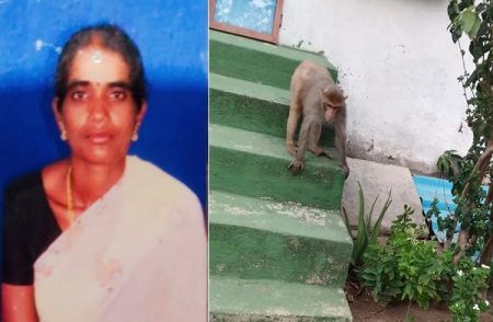 ALERT : ಕೋತಿಗಳ ಹಾವಳಿಗೆ ಮತ್ತೊಂದು ಬಲಿ: ಟೆರೇಸ್ ಮೇಲಿದ್ದ ಇಟ್ಟಿಗೆ ಬಿದ್ದು ಮಹಿಳೆ ಸಾವು.!