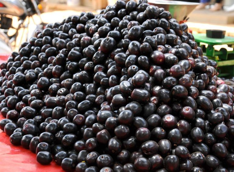 Indian Blackberry: ಈ ವರ್ಷ ನೇರಳೆ ಹಣ್ಣುಗಳ ವಿಪರೀತ ಫಸಲು; ಹಿರಿಯರು ಹೇಳೋ ಆಘಾತಕಾರಿ ಮಾಹಿತಿ ಇಲ್ಲಿದೆ