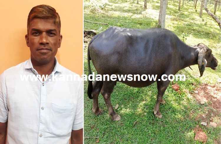 ರಾಜ್ಯದಲ್ಲೊಂದು ಅಚ್ಚರಿಯ ಘಟನೆ; ಸಾಯುವ ಸ್ಥಿತಿಯಲ್ಲಿದ್ದ ಗರ್ಭಿಣಿ ಎಮ್ಮೆಯನ್ನು ಬದುಕಿಸಿದ ಪಶು ವೈದ್ಯ!
